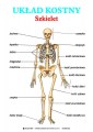 Uklad_Kostny_-_Szkielet_anatomia