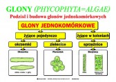 Glony_-_Podzial_i_budowa_glonow_jednokom