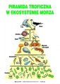 Piramida_troficzna_w_ekosystemie_morza_eko7