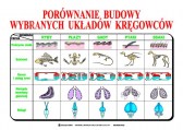Porownanie_budowy_ukladow_kregowcow