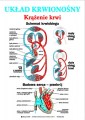 Uklad_Krwionosny_-_Krazenie_krwii_anatomia