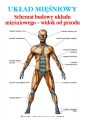 Uklad_Miesniowy_-_widok_z_przodu_anatomia