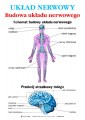 Uklad_Nerwowy_-_Budowa_ukladu_nerwowego_anatomia