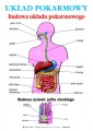 Uklad_Pokarmowy_-_Budowa_ukladu_pokarmowego_anatomia